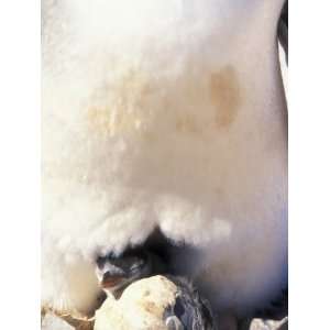 Gentoo Penguin Chick Hatches, Waterboat Point, Antarctica Photographic 