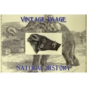   Ring Vintage Natural History Image Head of Pallas Wart Hog 