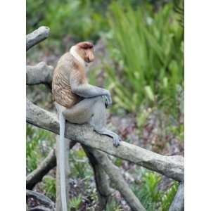 Proboscis Monkey, Labuk Bay Proboscis Monkey Sanctuary, Sabah, Borneo 