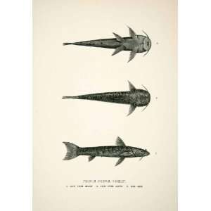 1891 Wood Engraving Humboldt Whymper Cyclopium Cyclopum Ichthyology 