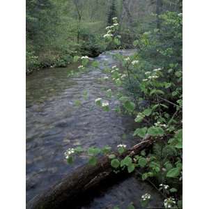  Hobblebush, Pemigewasset River, White Mountain National 