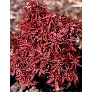  Carlis Corner Japanese Maple 2   Year Graft Patio, Lawn 