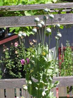 Papaver Tasmanian Poppy Purple Mix   2000+ Seeds  