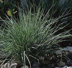 RUBY GRASS SAVANNAH ORNAMENTAL GRASS LIVE PLANT QT  