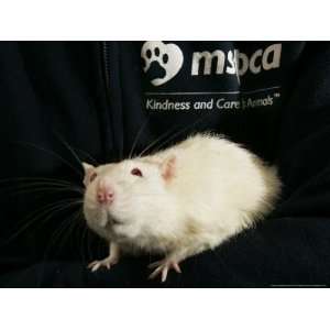  Roland, a One Year Old Domestic Rat, is Held at the Mspca 