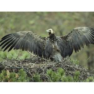 Cinereous Vulture Stretching its Wings in its Pine Tree Nest Stretched 