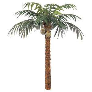  12 Coconut Palm Tree