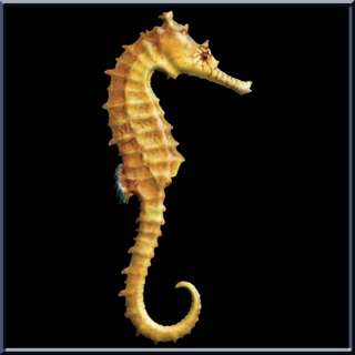 3D Yellow Seahorse Sea Horse Marine Life Long Sleeve Shirt S,M,L,XL,2X 