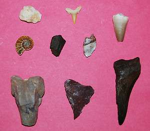 NICE Lot of Fossils   MEGALODON, SHARK, DINOSAUR BONE  