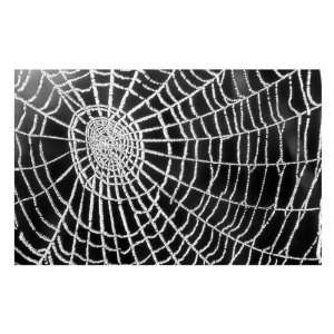  Spider Web Sparkle by Erichan. Size 22.00 X 14.00 Art 